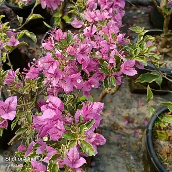 Pink_Blueberry_Ice_Bougainvillea_Flower_Plant