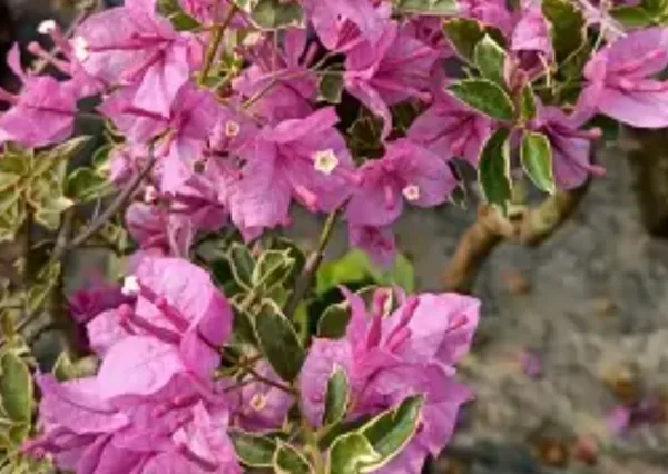 Pink_Blueberry_Ice_Bougainvillea_Flower_Plant