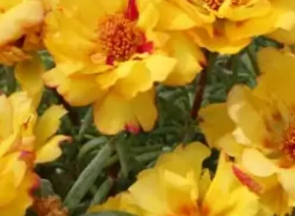 Yellow_Portulaca_Plant_Hanging_Plant
