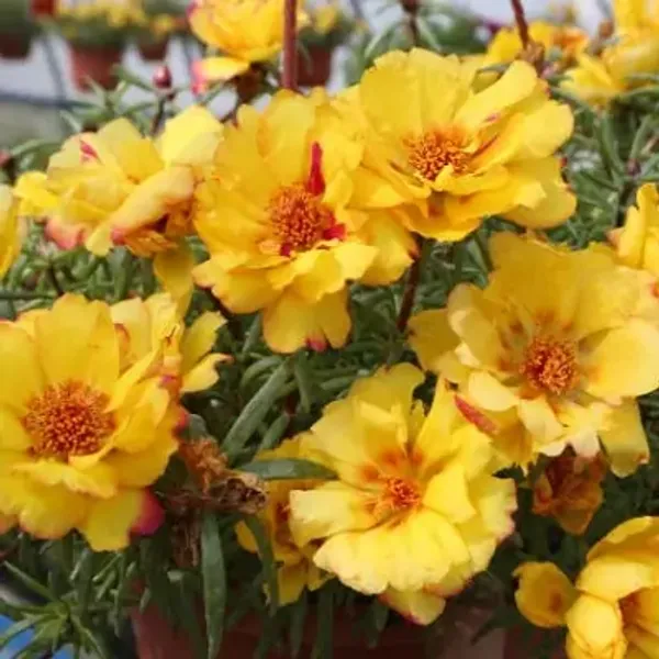Yellow_Portulaca_Plant_Hanging_Plant