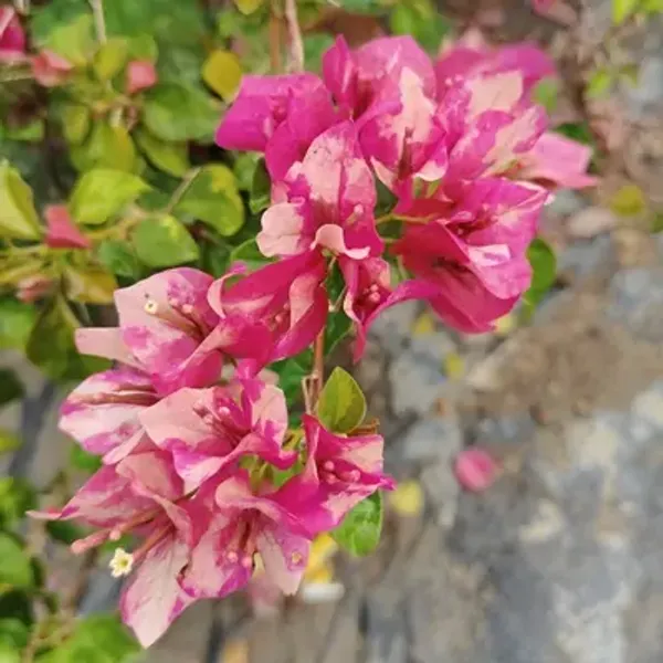 Red_September_Bougainvillea_Flower_Plant
