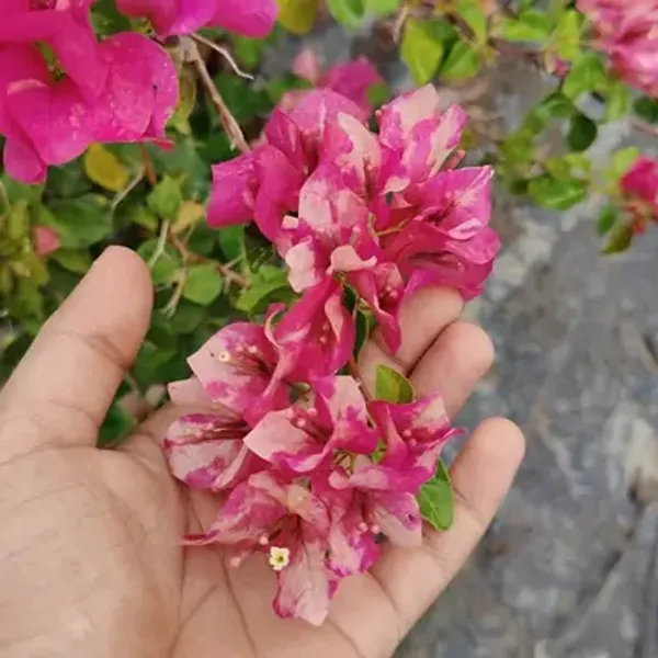 Red_September_Bougainvillea_Flower_Plant
