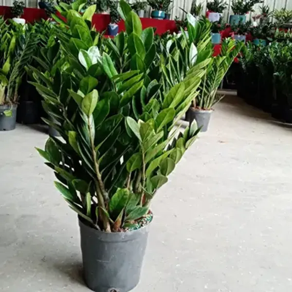 Green_Premium_Perfect_For_Adding_Beauty_Zz_Live_Plant