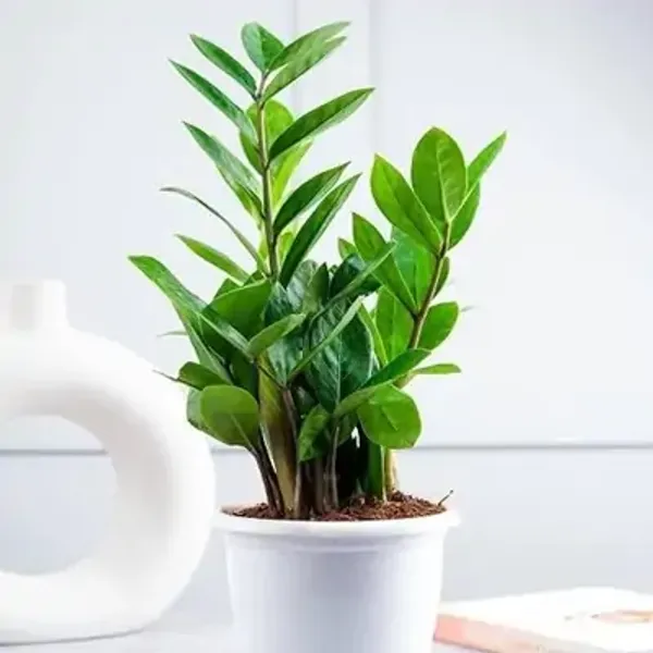 Green_Premium_Perfect_For_Adding_Beauty_Zz_Live_Plant