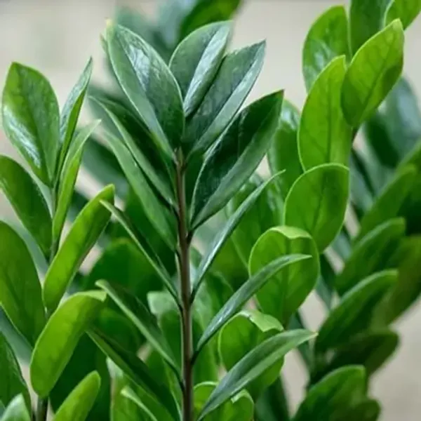 Green_Premium_Perfect_For_Adding_Beauty_Zz_Live_Plant