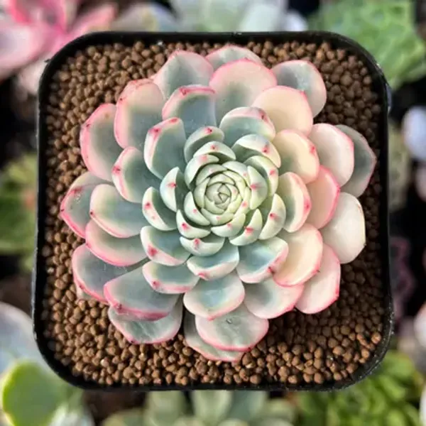 White_Echeveria_Minima_Variegated_Live_Succulent_Plant