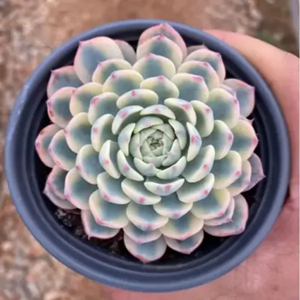 White_Echeveria_Minima_Variegated_Live_Succulent_Plant