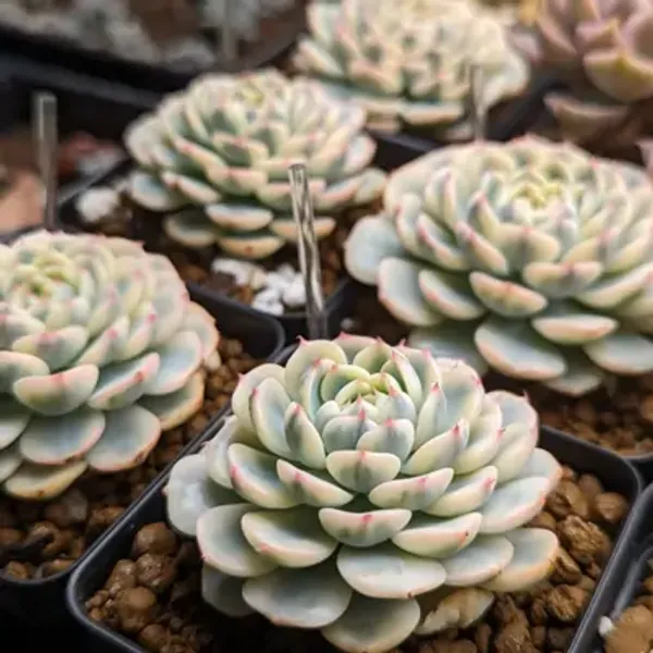 White_Echeveria_Minima_Variegated_Live_Succulent_Plant