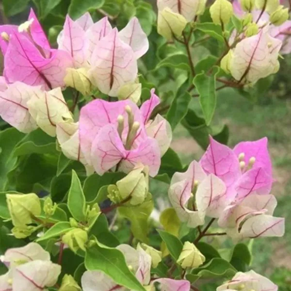 Purple_Chili_Ice-Cream_Bougainvillea_Flower_Plant