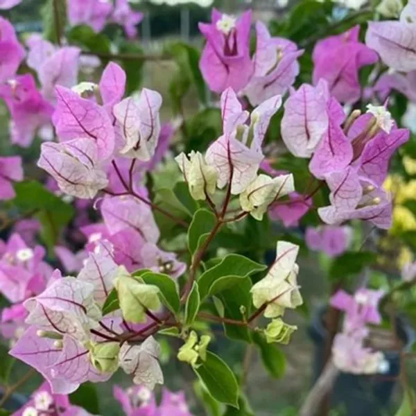 Purple_Chili_Ice-Cream_Bougainvillea_Flower_Plant