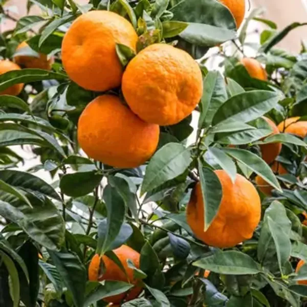 Orange_Nagpur_Grafted_Lemon_Fruit_Plant