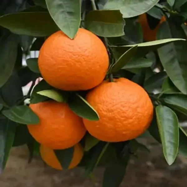Orange_Nagpur_Grafted_Lemon_Fruit_Plant