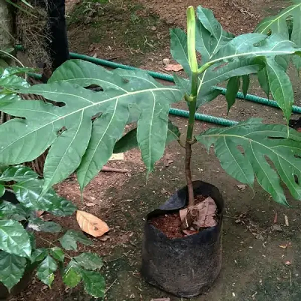 Green_Premium_Breadfruit_Plant