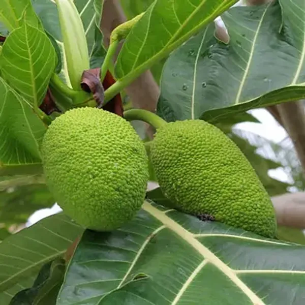 Green_Premium_Breadfruit_Plant