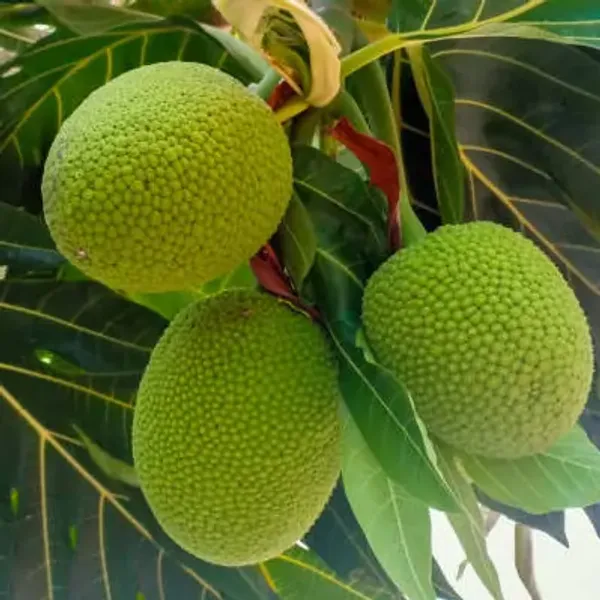 Green_Premium_Breadfruit_Plant