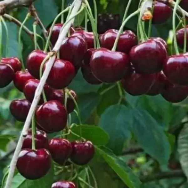 Red_Malyan_Cherry_Grafted_&_Amp_Hybrid_Fruit_Plant