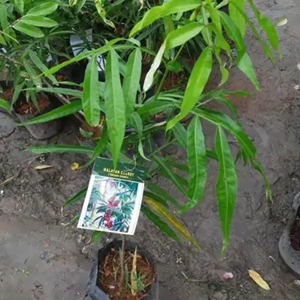 Red_Malyan_Cherry_Grafted_&_Amp_Hybrid_Fruit_Plant
