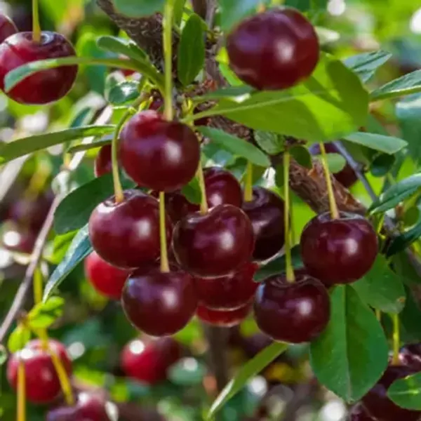 Red_Malyan_Cherry_Grafted_&_Amp_Hybrid_Fruit_Plant