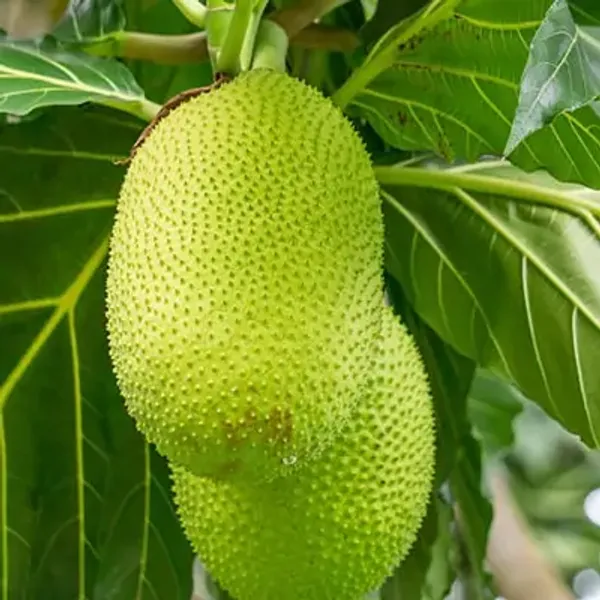 Green_Tropical_Seedless_Breadfruit_Plant