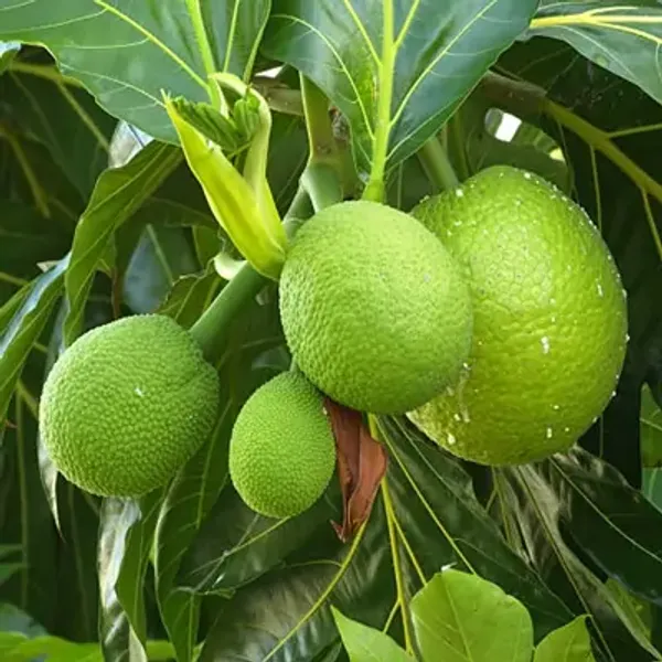 Green_Tropical_Seedless_Breadfruit_Plant