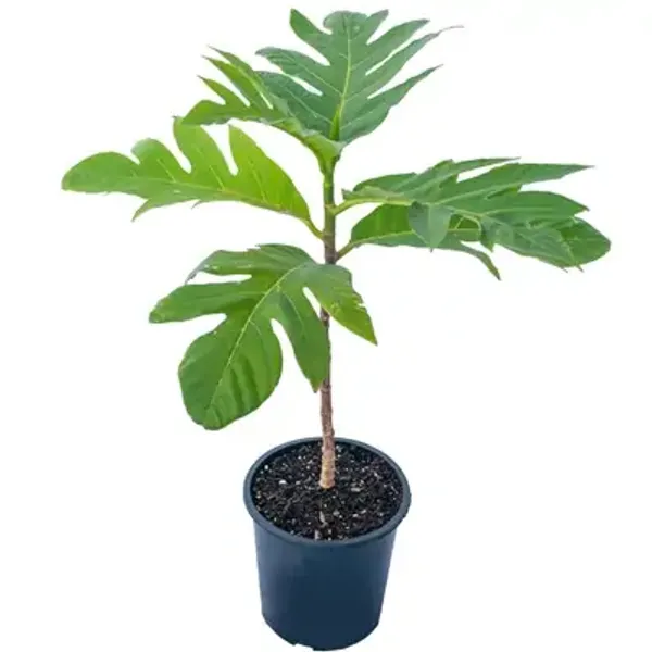 Green_Tropical_Seedless_Breadfruit_Plant