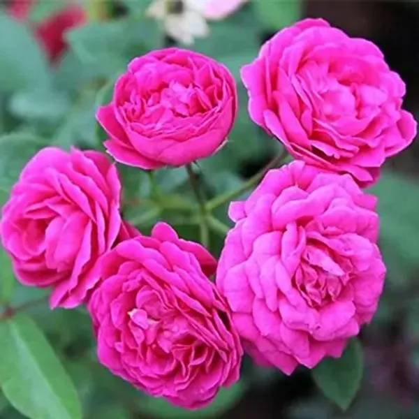 Pink_Botton_Rose_Flower_Plant