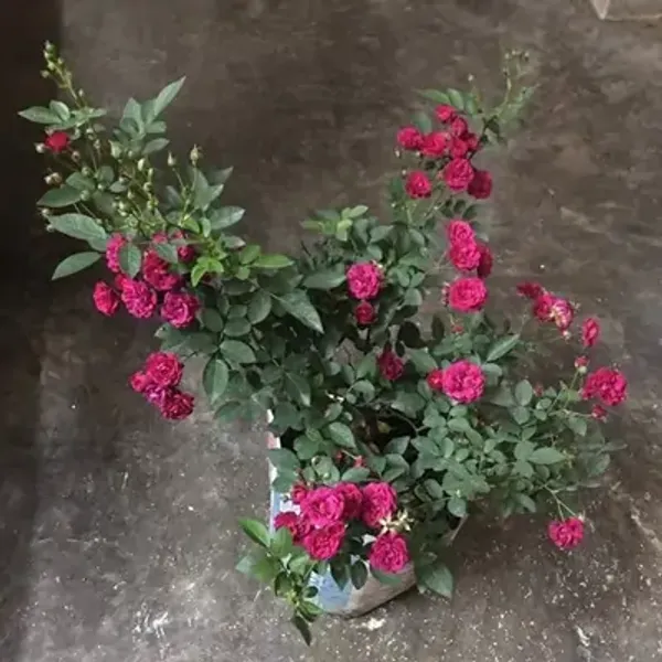 Pink_Botton_Rose_Flower_Plant