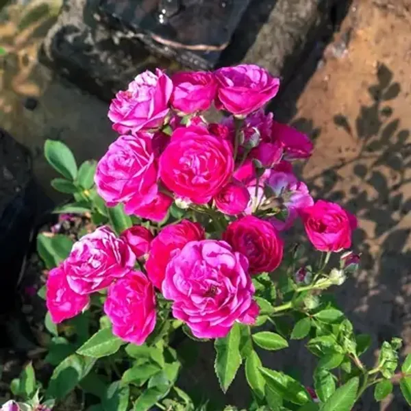 Pink_Botton_Rose_Flower_Plant