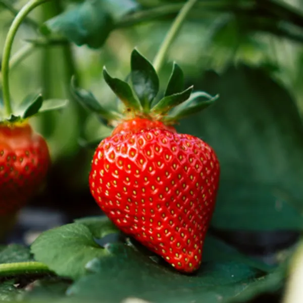 Red_Strawberry_Fruit_Live_Plant