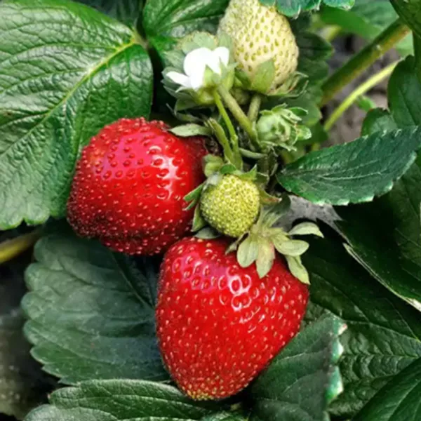 Red_Strawberry_Fruit_Live_Plant
