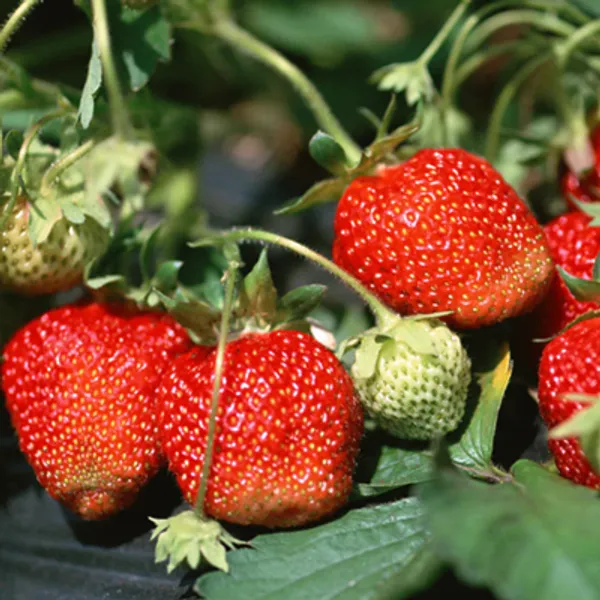 Red_Strawberry_Fruit_Live_Plant
