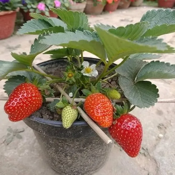 Red_Strawberry_Fruit_Live_Plant