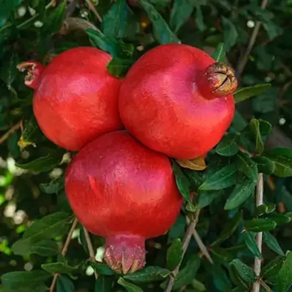 Bhagwa_Pomegranate_Fruit_Plant