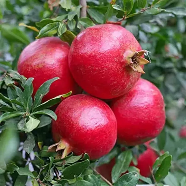 Bhagwa_Pomegranate_Fruit_Plant