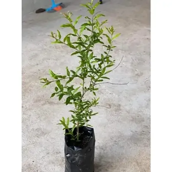 Bhagwa_Pomegranate_Fruit_Plant