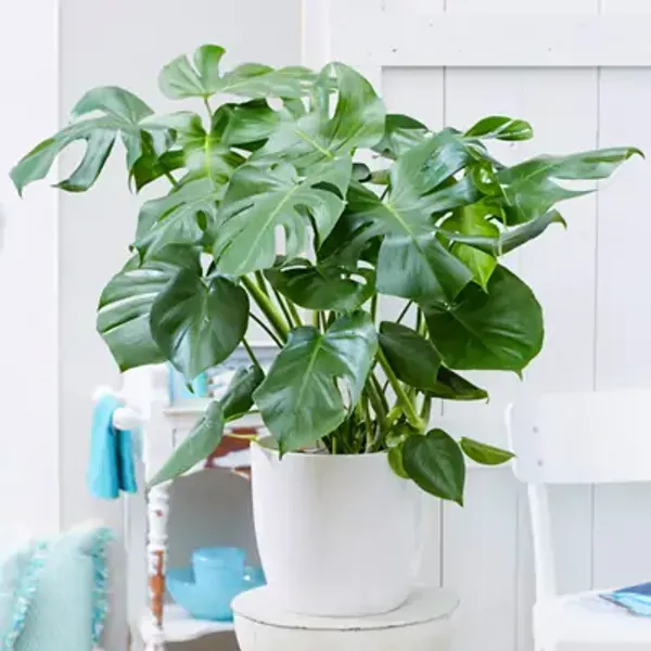 Green_Philodendron_Monestera_Plant