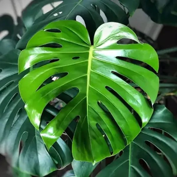 Green_Philodendron_Monestera_Plant