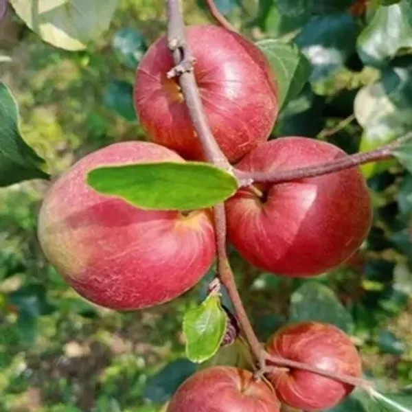 Red_Miss_India_Red_Apple_Ber_Grafted_Fruit_Plant