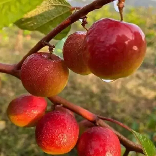 Red_Miss_India_Red_Apple_Ber_Grafted_Fruit_Plant