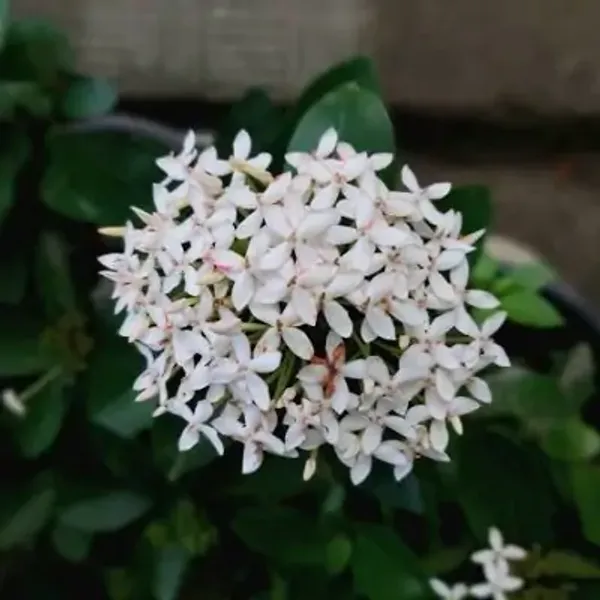 White_Chinese_Ixora_Flower_Plants