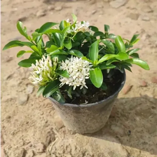 White_Chinese_Ixora_Flower_Plants