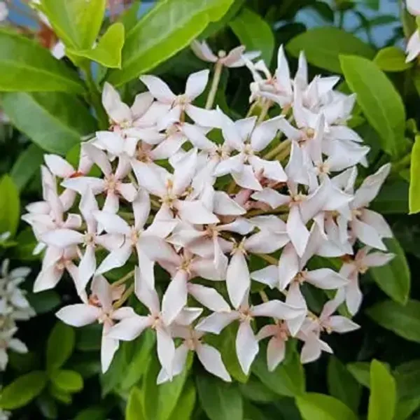 White_Chinese_Ixora_Flower_Plants