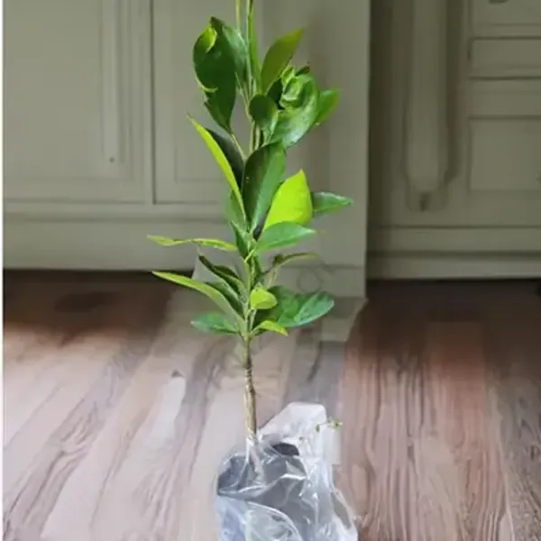 Seedless_Lemon_Grafted_&_Amp_Hybrid_Fruit_Plant