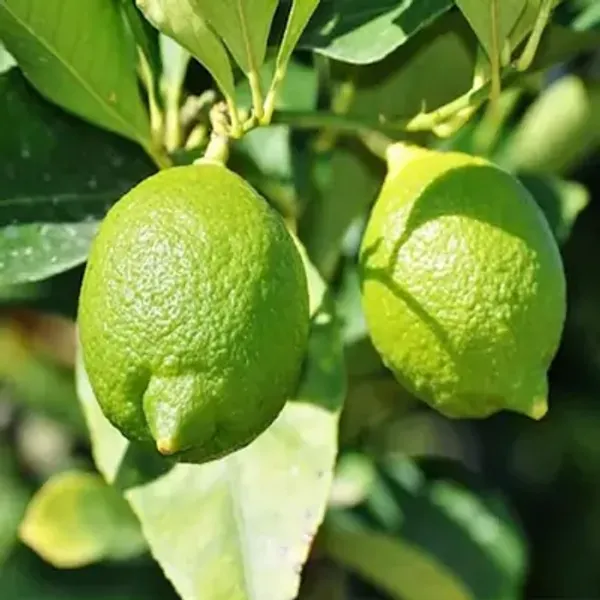 Seedless_Lemon_Grafted_&_Amp_Hybrid_Fruit_Plant