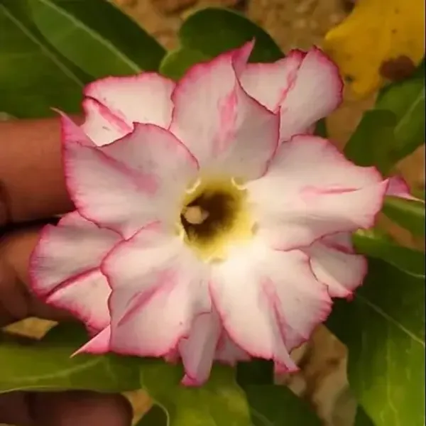 White_Adenium_Live_Plant_Grafted