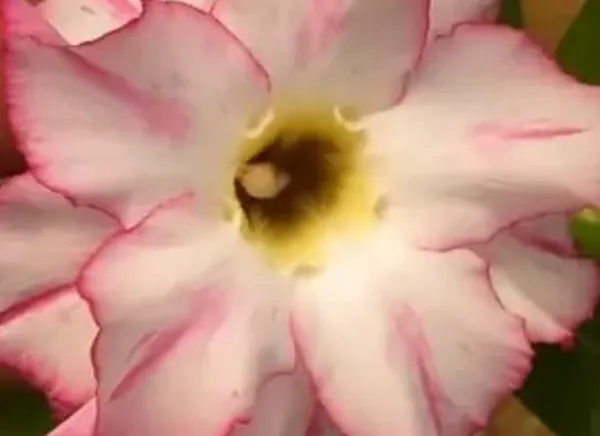 White_Adenium_Live_Plant_Grafted