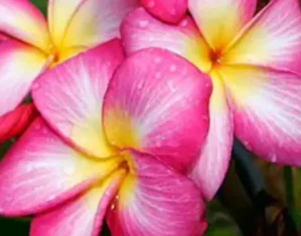 Pink_Dwarf_Variety_Plumeria_Flower_Plant