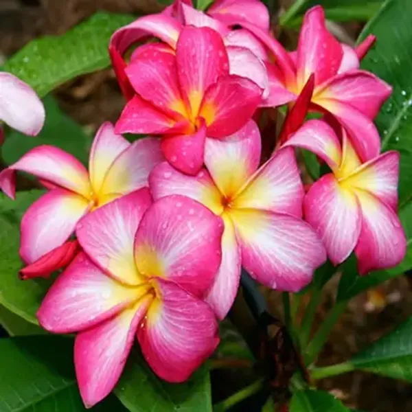 Pink_Dwarf_Variety_Plumeria_Flower_Plant