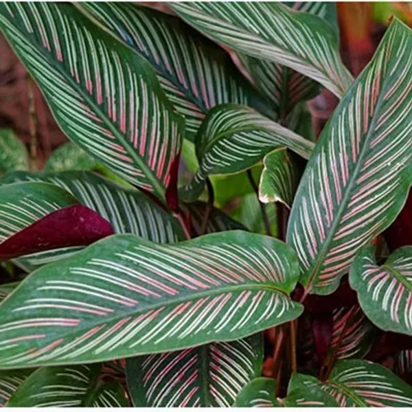 Green_Premium_Calathea_Plant