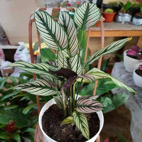 Green_Premium_Calathea_Plant
